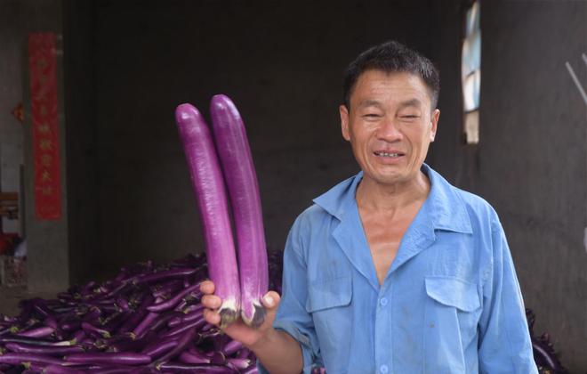 8868体育茄子浑身是宝被誉为蔬菜里的“紫金条”农民种植积极性很高(图3)