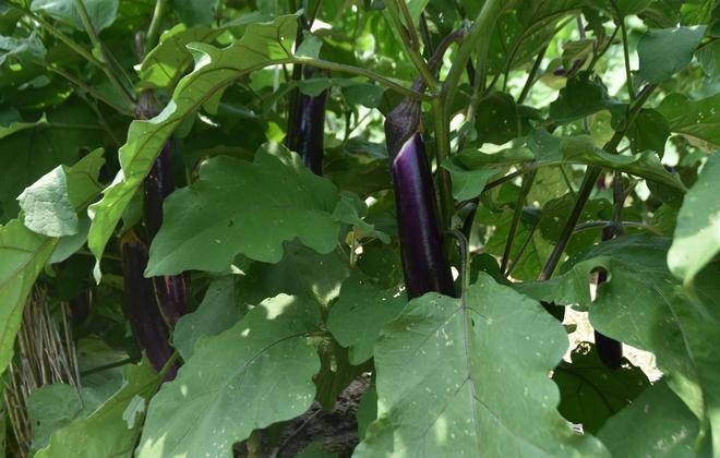 8868体育茄子浑身是宝被誉为蔬菜里的“紫金条”农民种植积极性很高(图5)